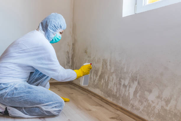 Black mold inspection in Conestoga